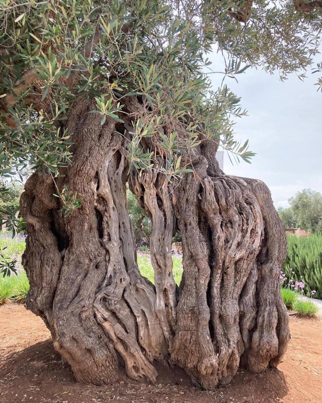 Boutique Hotel Masseria Sottomasi Savelletri Екстер'єр фото