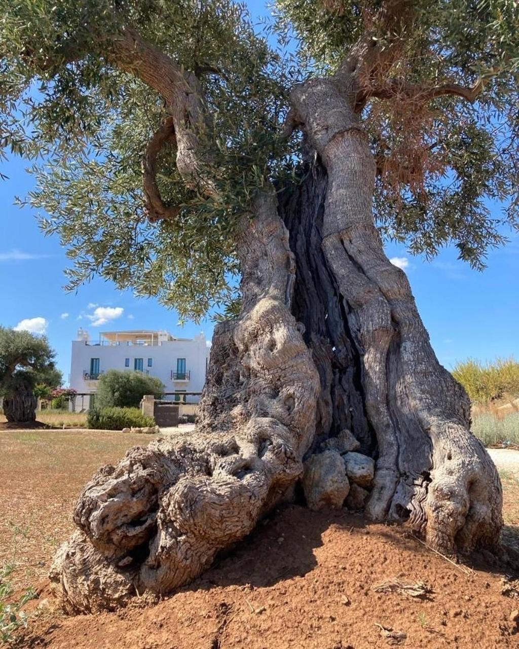 Boutique Hotel Masseria Sottomasi Savelletri Екстер'єр фото